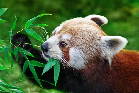 Red Pandas live in the Eastern Himalayas in places like Nepal, Bhutan, and south western China living at altitudes of 7,000 to 12,000 feet in temperate forests. ... Because this is such a nutritionally poor food source, they need to spend 13 hours a day eating and looking for food and can lose upwards of 15 percent of their body weight in winter. The Red panda …